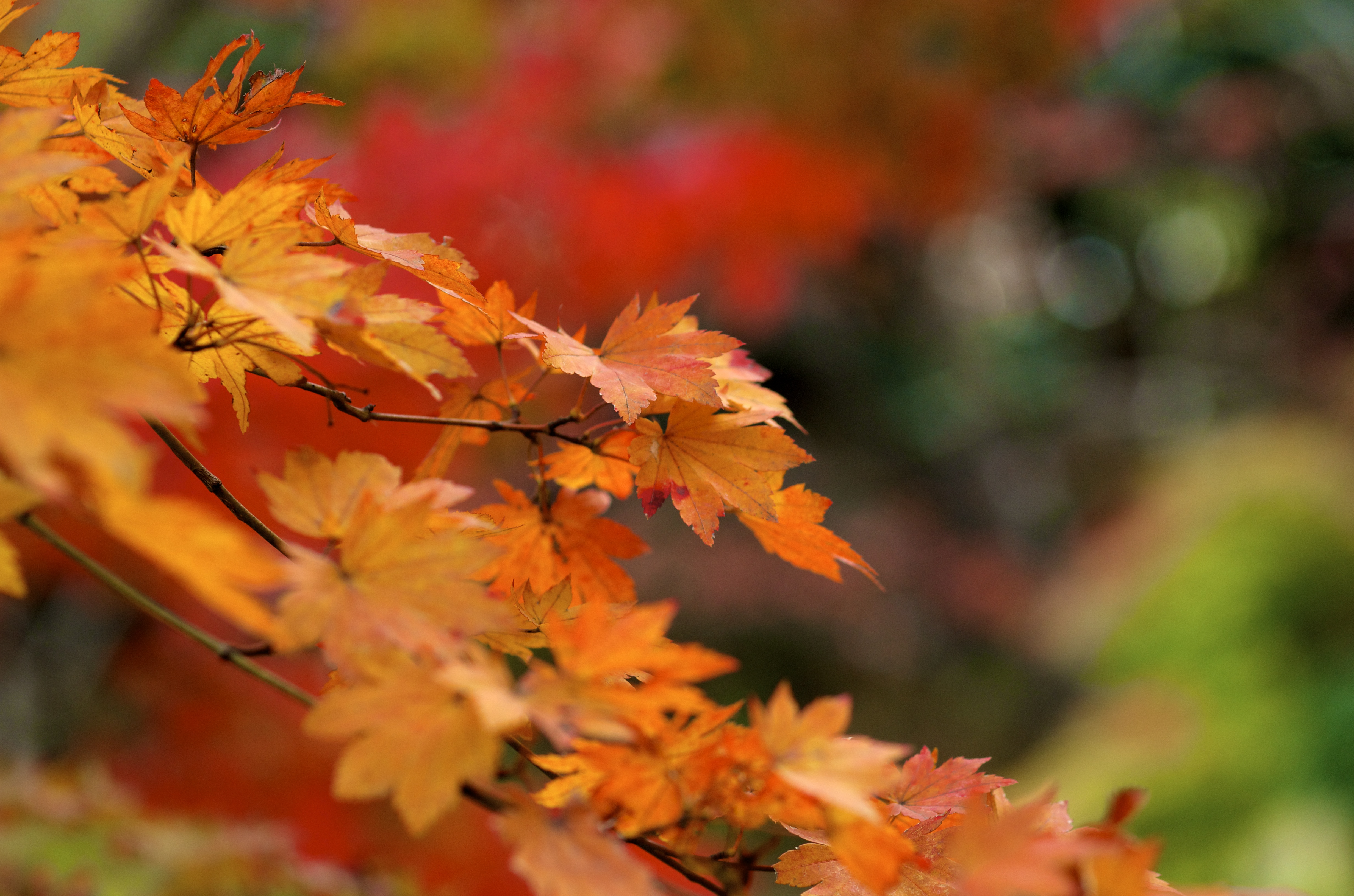 秋の紅葉