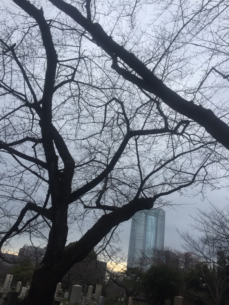 青山墓地　桜