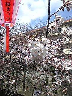 中目黒 花見
