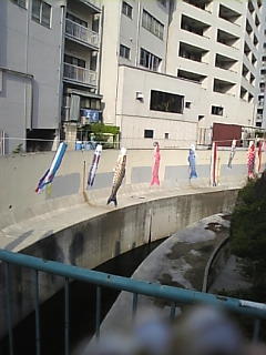 恵比寿 タコ公園 鯉のぼり